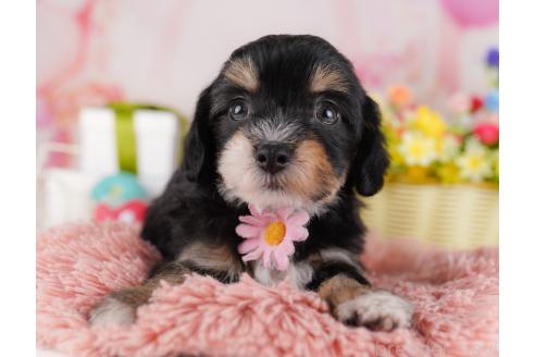 成約済の千葉県のミックス犬-381570の6枚目